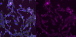 MilliporeSigma anti-TCF-4 Alexa Fluor 647, Clone: 6H5-3, 100 &mu;L | Buy Online | MilliporeSigma&trade; | Fisher Scientific